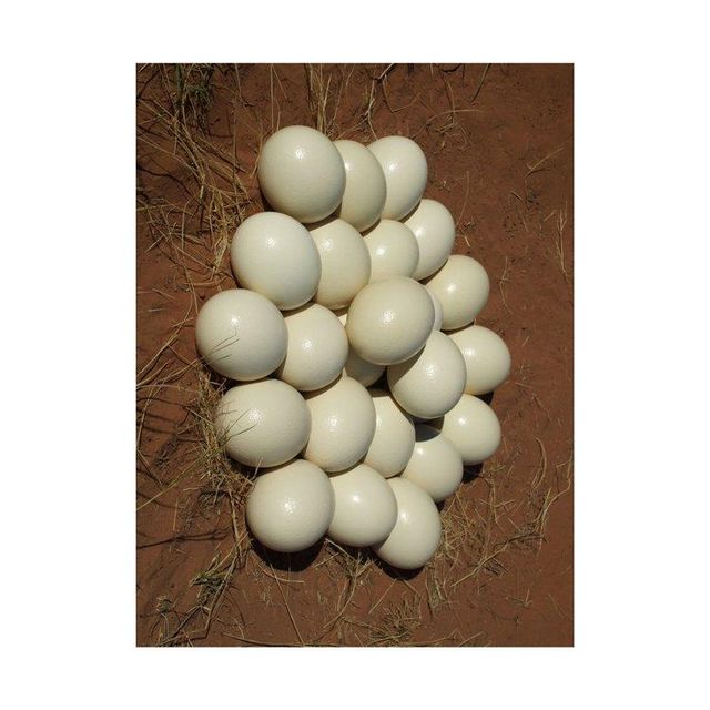 Healthy White Ostrich Egg