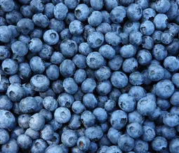 Fresh Blackberry