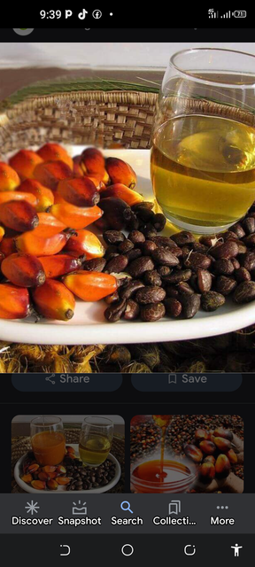 Palm Kaneel Seed