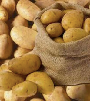 Wholesale Fresh Potato
