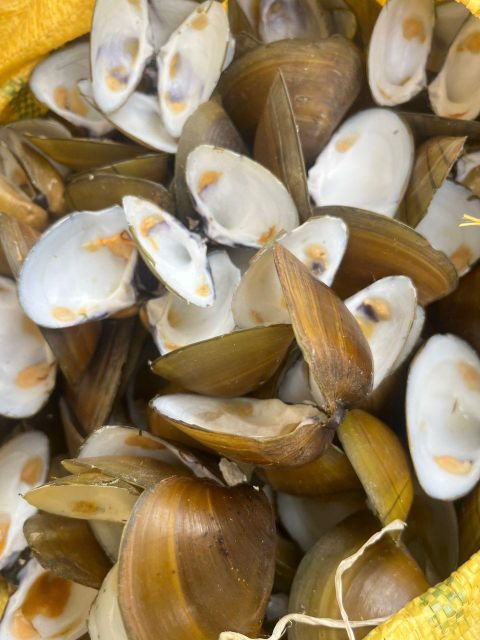 Seashell Collection