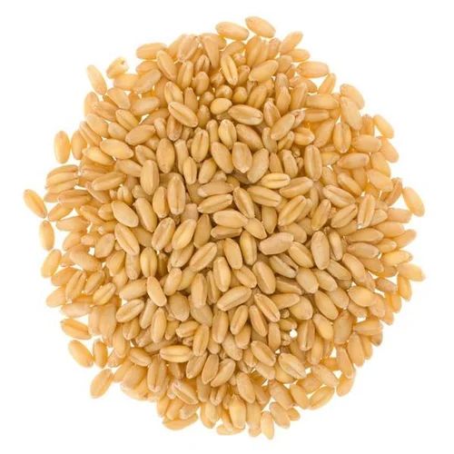 Hard Wheat Grains Image 1