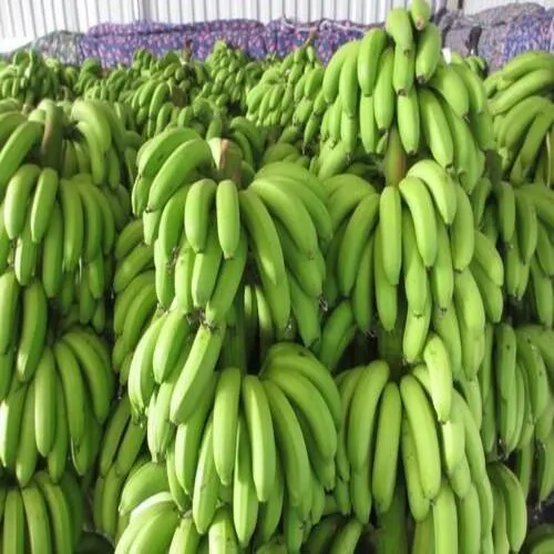 Cavendish Bananas 4