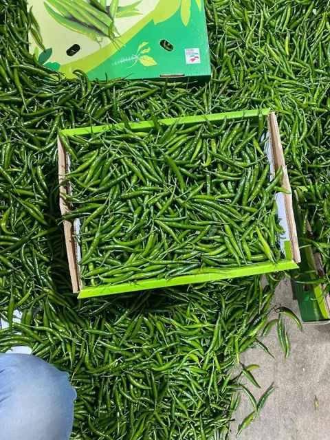 G4 Green Chilli 5