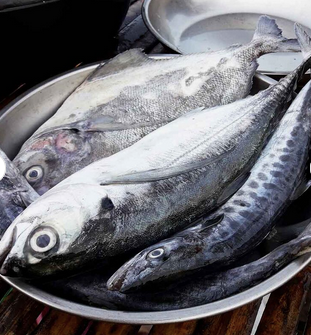 Frozen Mackerel