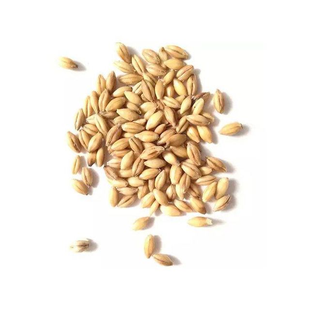 Hulled Barley Grain