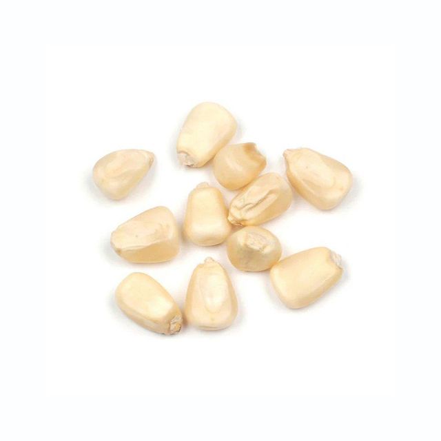 White Corn Harvest