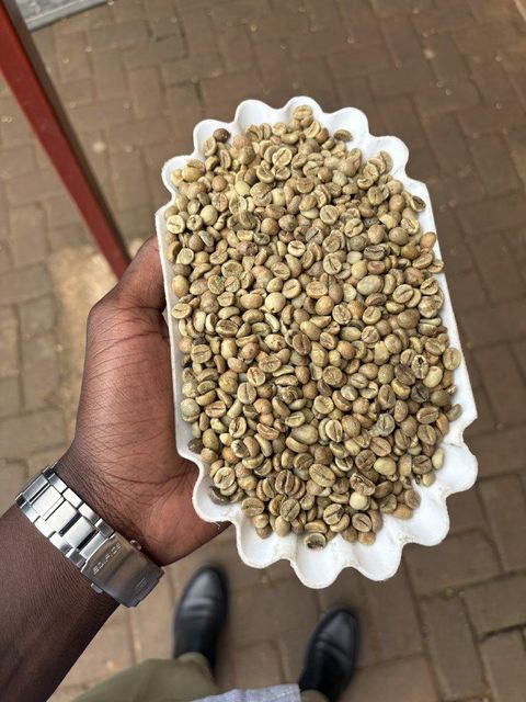 Robusta Green Coffee Beans Image 1
