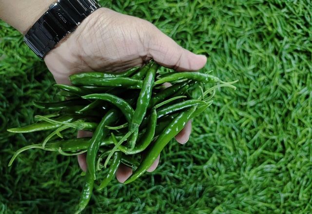 G4 Green Chilli 3