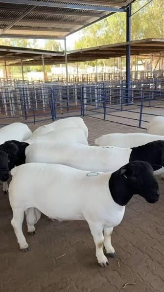 Black Head Dorper sheep profile view