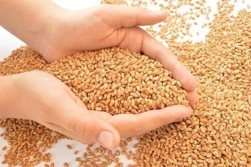 Hard Red Spring Wheat Meal
