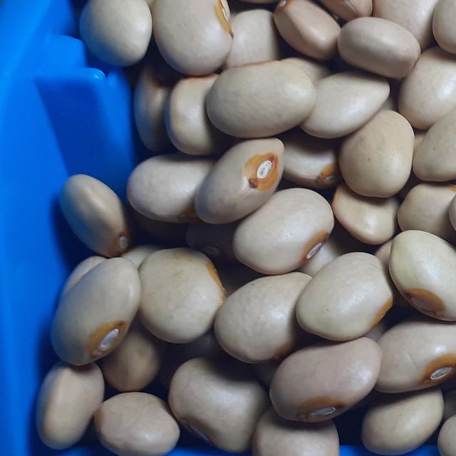 Ethiopian White Beans - Common Cultivation