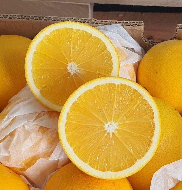 Fresh Valencia Oranges Image 2