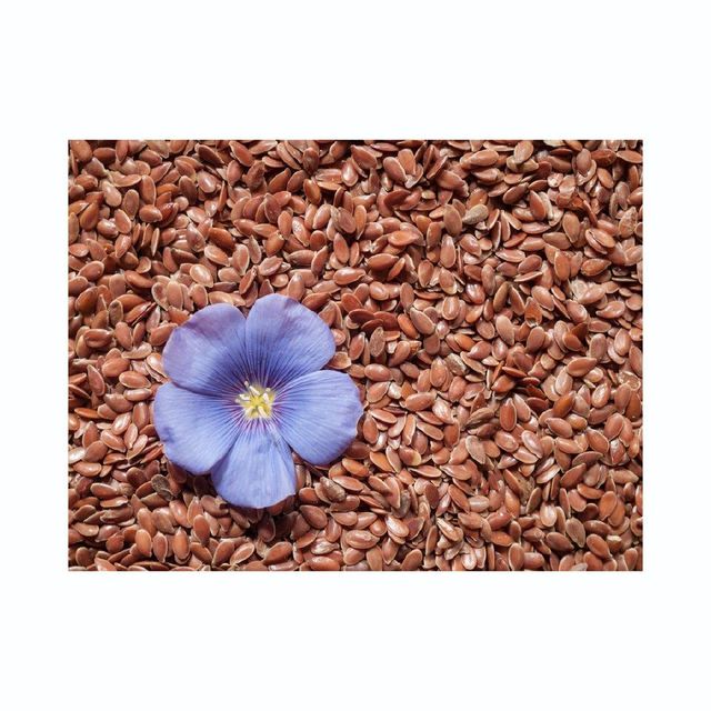 Flax Seed Image 1