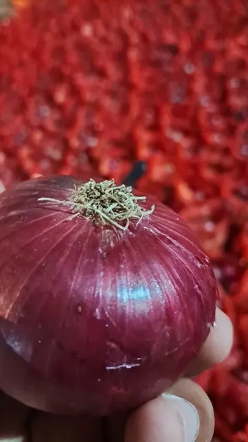 High-quality Nasik Onions