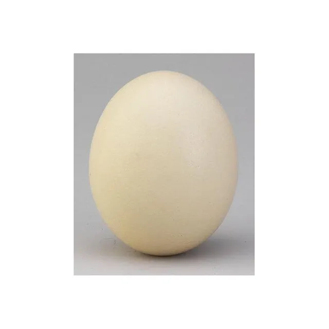 Ostrich Egg