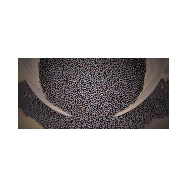 Canola Seeds - Large Capacity