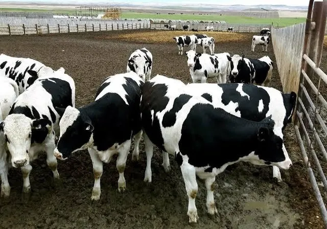 Holstein cows on agricultural farm