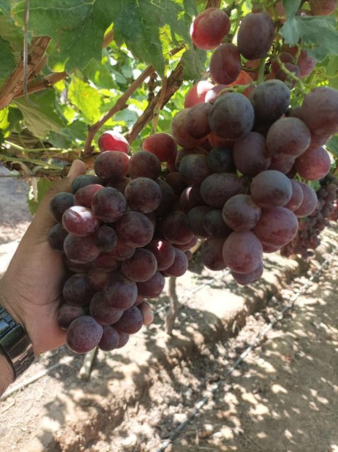 Black Grapes