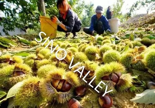 China Taishan Chestnut
