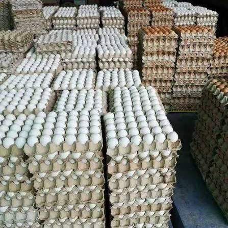 Fresh White Chicken Eggs Image 3
