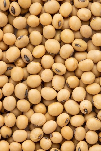 Raw Soybeans Image 2
