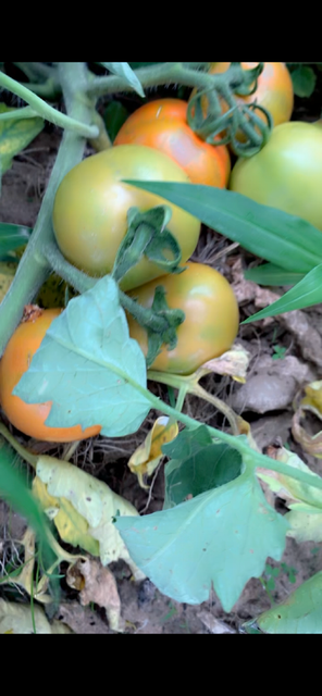 Agriculture Product