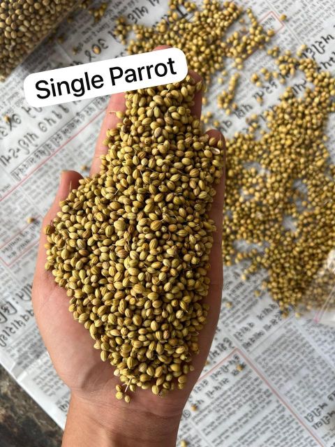 Processed Coriander Seeds