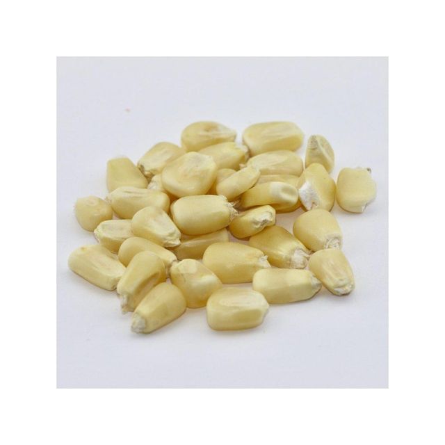 White Corn - Fresh and Clean