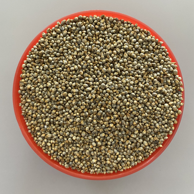 Pearl Millet Grain