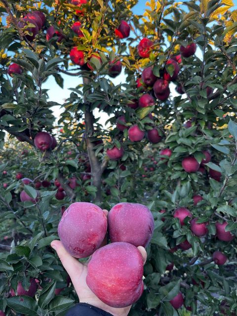 Fresh Apple Red Chief