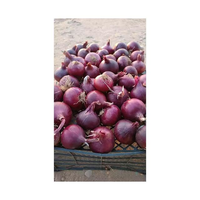 Fresh onion from Egypt - Crop 2020