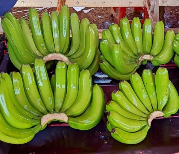 Green Cavendish Banana