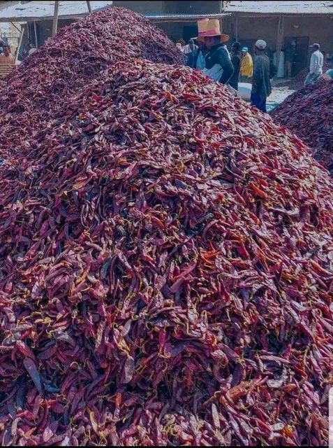 Close-up of dried hot pepper pods