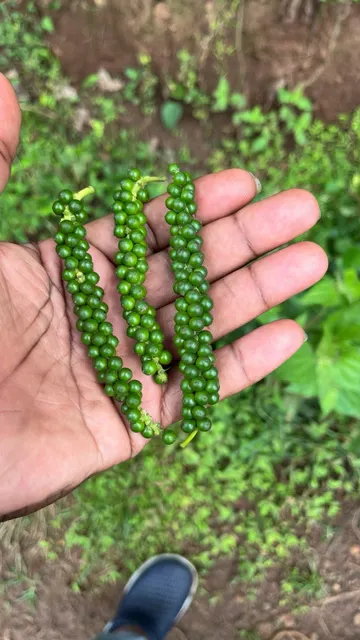 Pile of whole black peppercorns