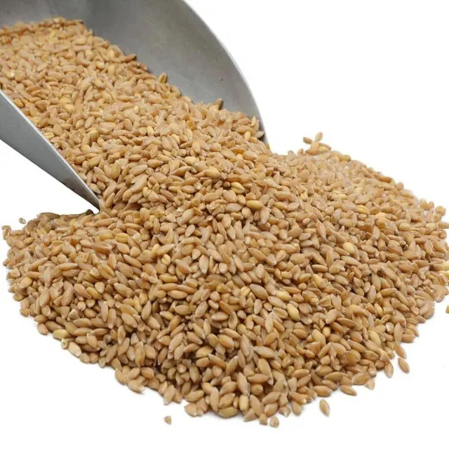 Close-up Wheat Grain Animal Feed