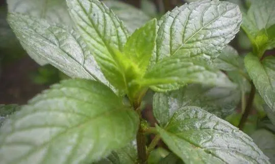 Fresh Peppermint Leaves