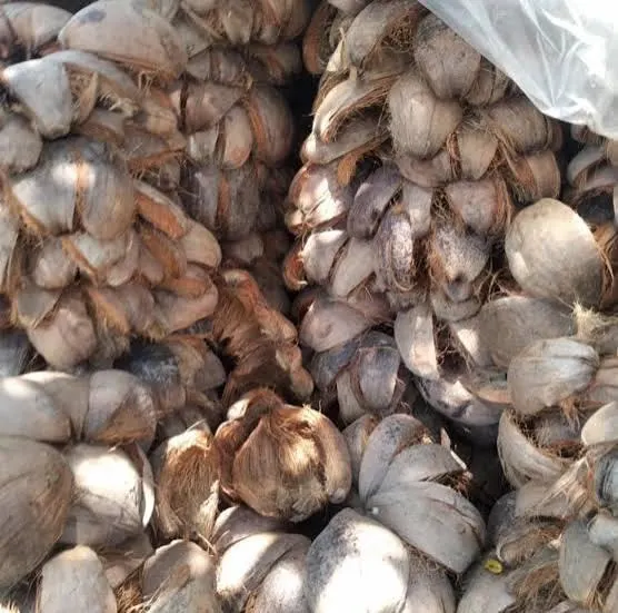 Coconut Husk in Bulk