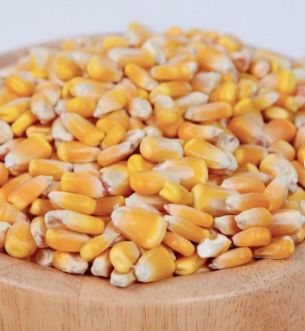White Corn for Human Consumption