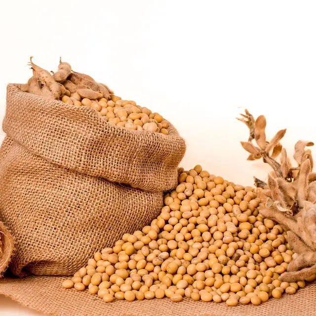 Fresh Harvest Soybeans - Premium Quality