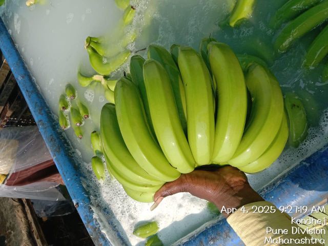 Cavendish Banana 3