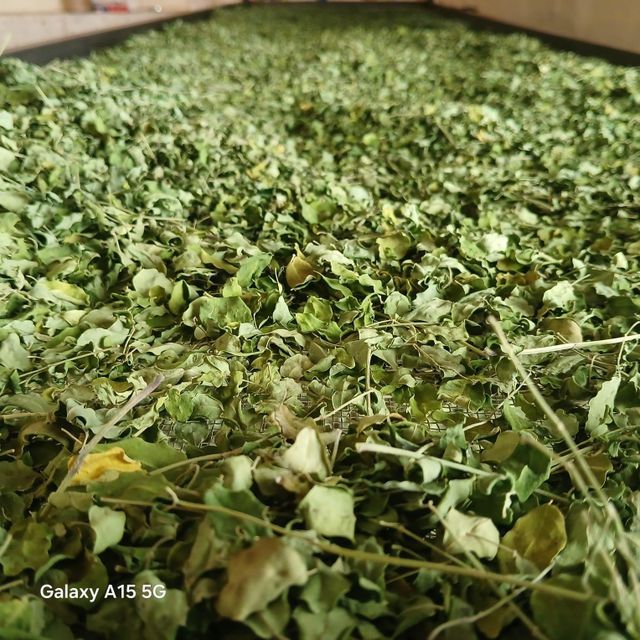 Dried Moringa Leaves - High quality, lightly processed, ready for use in cooking or tea
