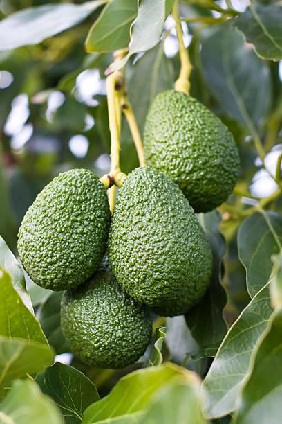 Avocado Hass