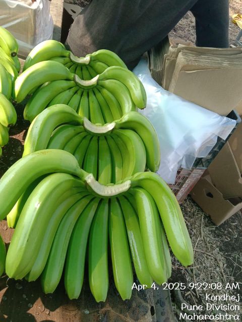 Cavendish Banana 1