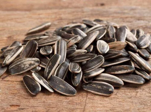 Freshly Dried Sunflower Seeds
