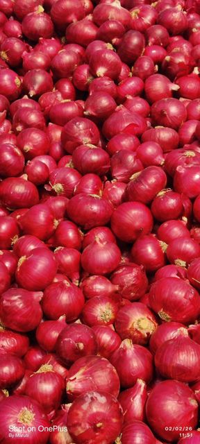 Nashik Fresh Red Onion