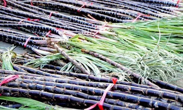 Vietnam fresh sugarcane frozen and ready for export