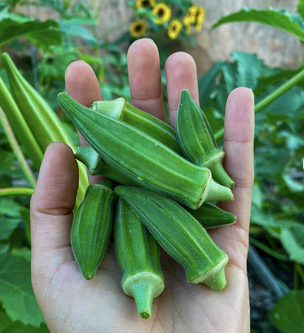 Frozen Okra Product