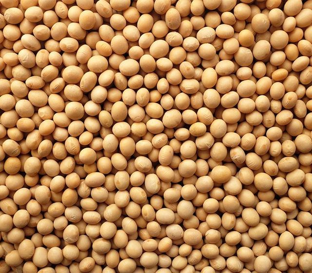 Soybeans Image 1