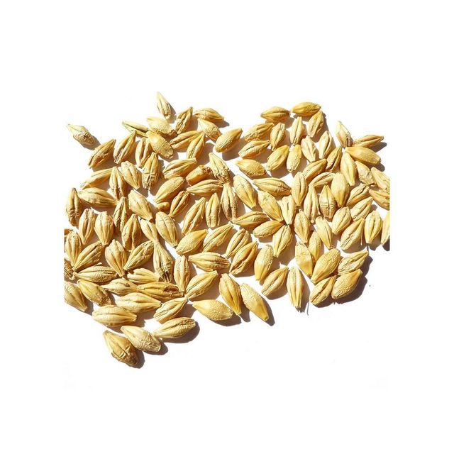 Barley Malt Grain